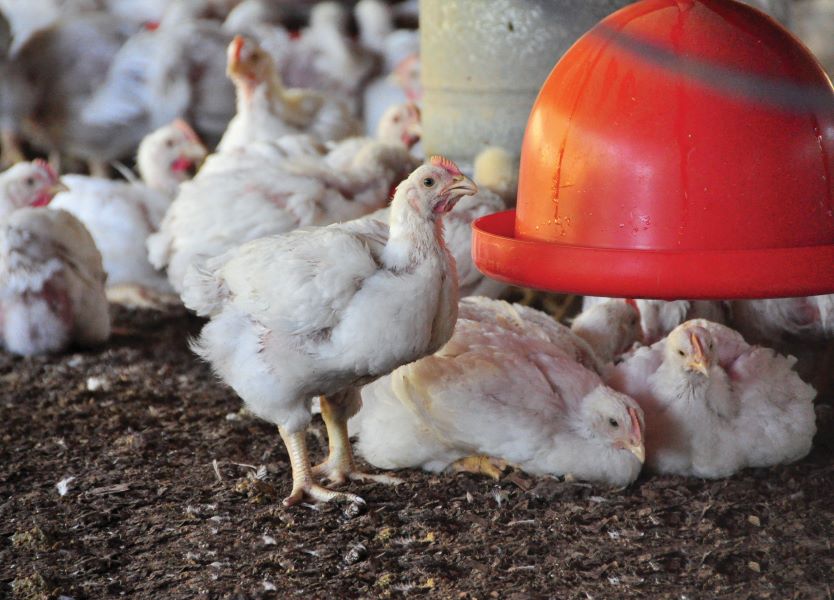 Credito Embrapa Suinos e Aves