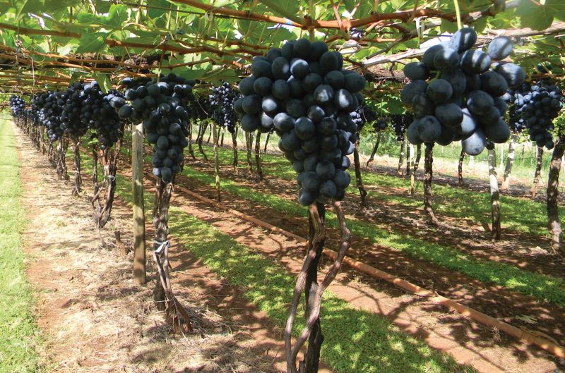 Credito Joao Dimas Maia