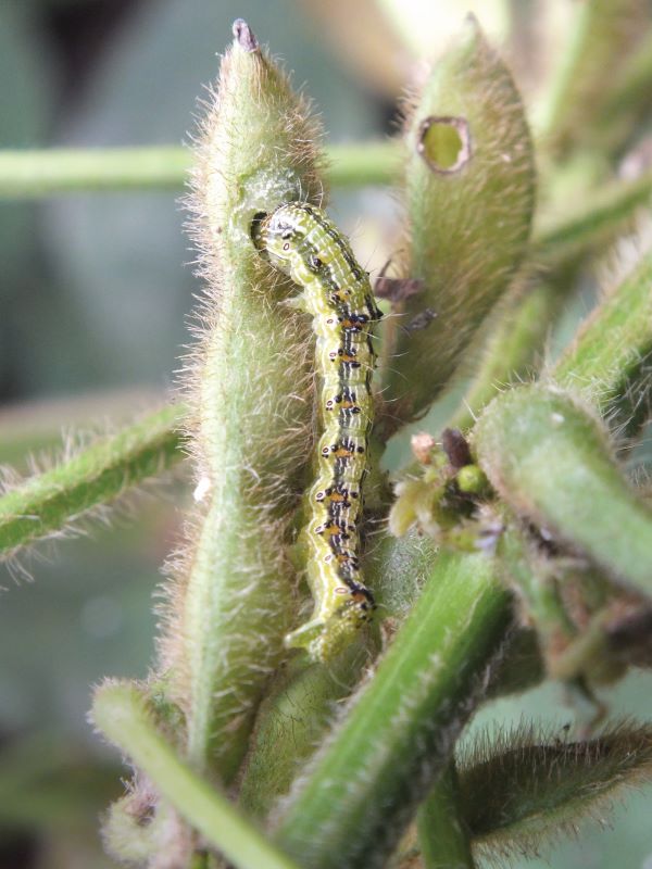 Helicoverpa armigera-lagarta-praga