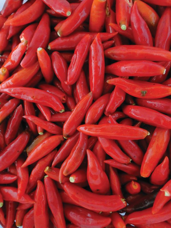 Pimenta Dedo-de-Moca