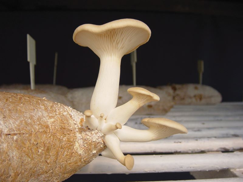 Pleurotus eringii-Claudio Bezerra-Cenargen