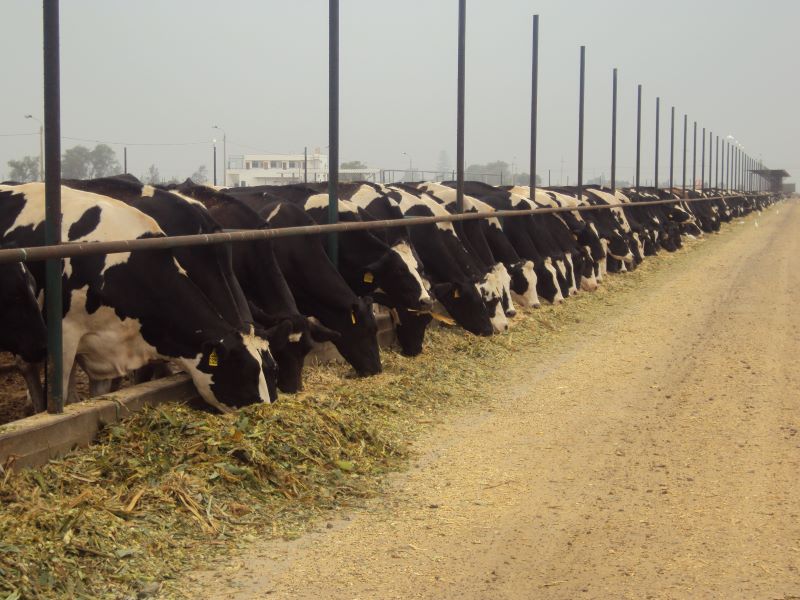 Vacas comendo-Alexandre Pedroso-Embrapa Pec Sudeste