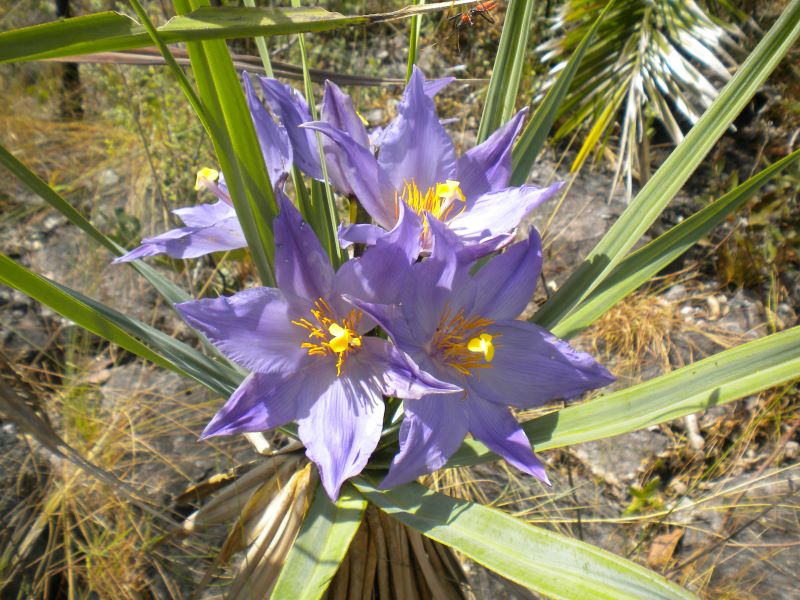Vellozzia, comum nos cerrados brasileiros-Foto Roberto Vieira