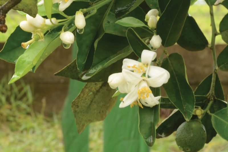 chuva-em-flor-de-laranjeira-foto-neide-furukawa