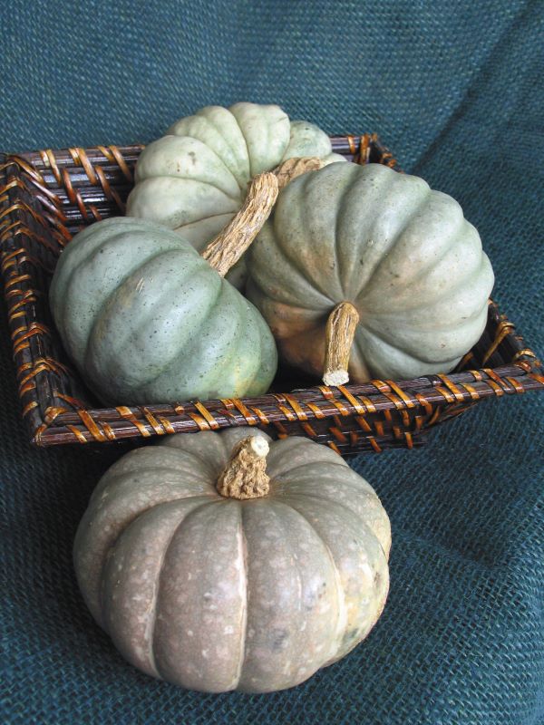 BRS Tortei-Daniela Priori-Embrapa