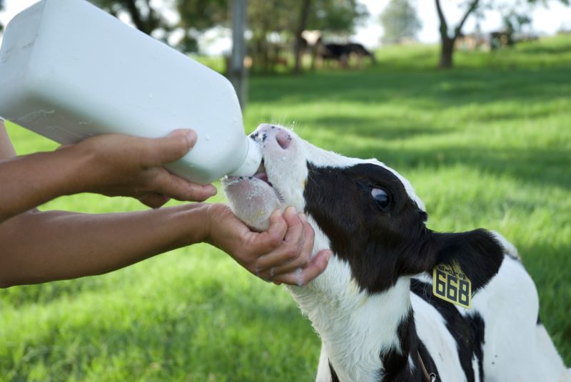 Bezerro mamando-Embrapa Pec Sudeste