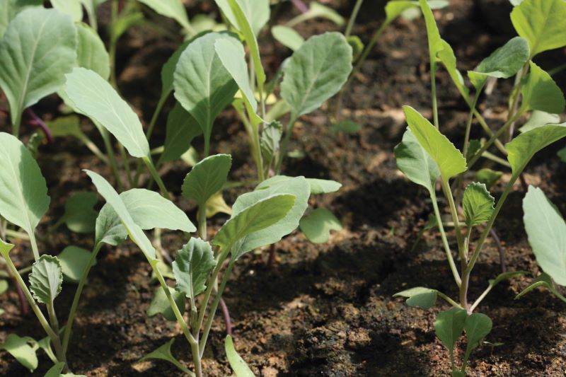 Mudas_organicas_Foto_Sylvia_Wachsner