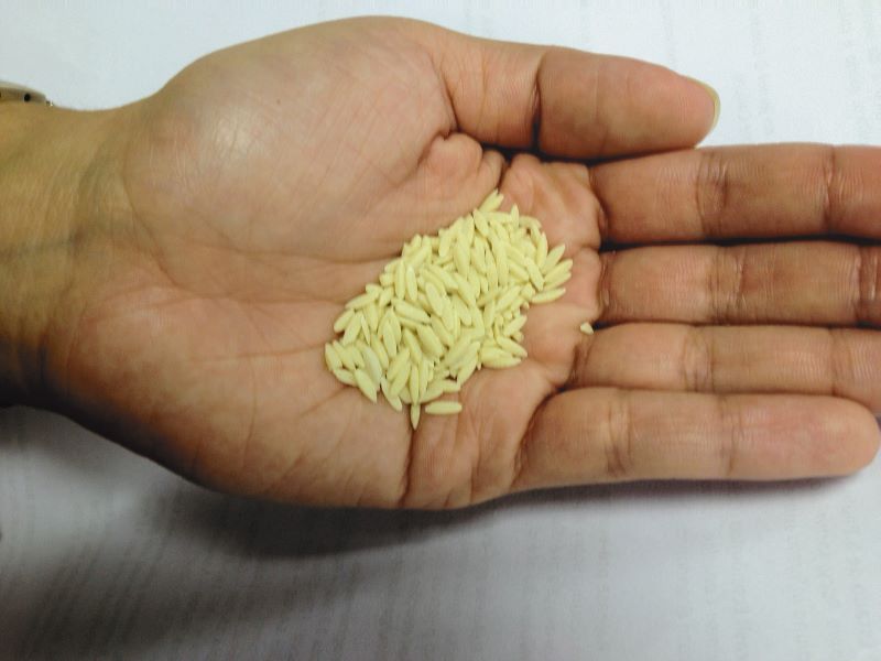 Super Arroz biofortificado-Divulgacao