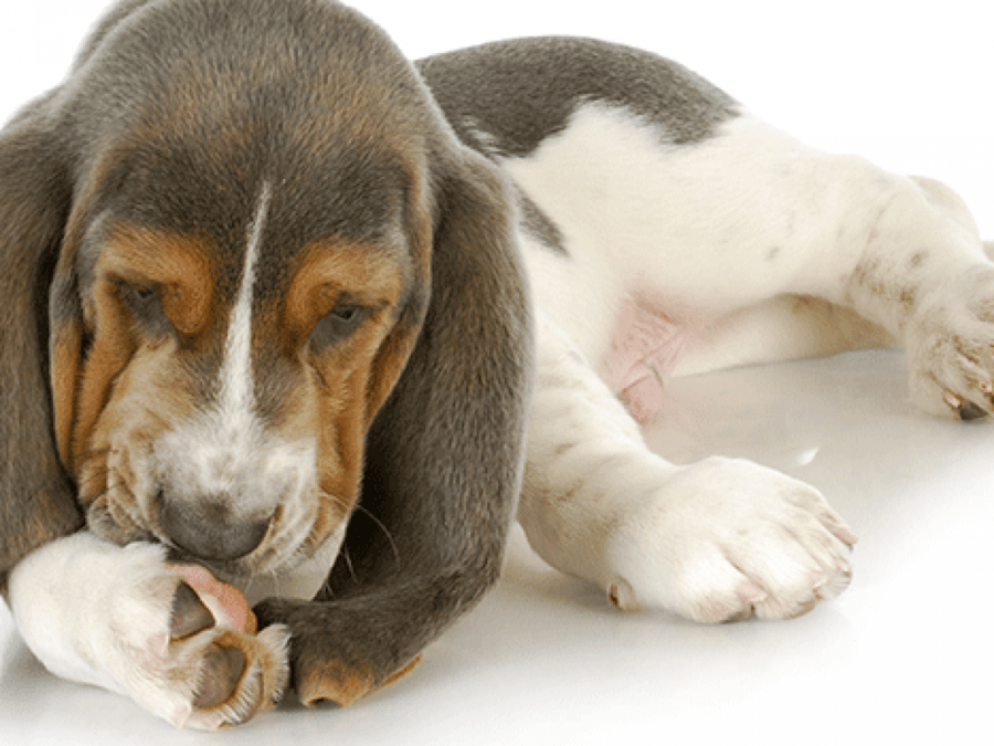 cachorro-lambendo-pata-1200×900