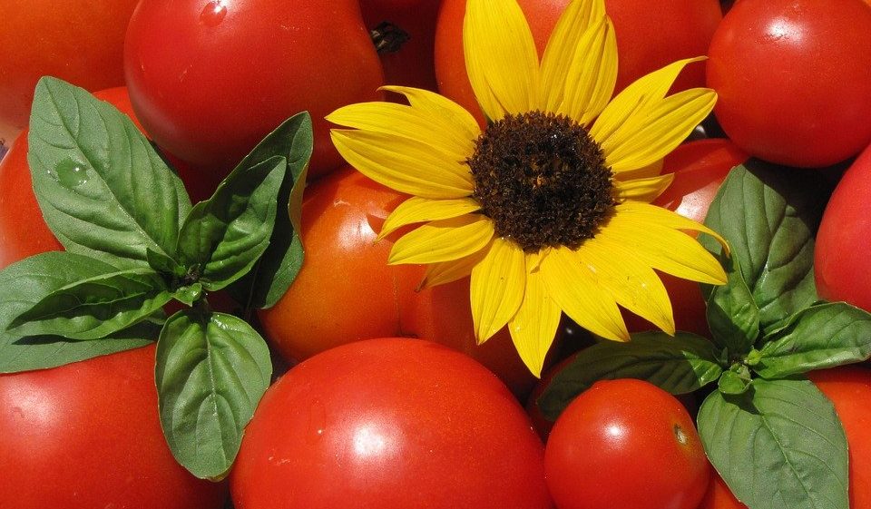tomates-e-girassol-960×561