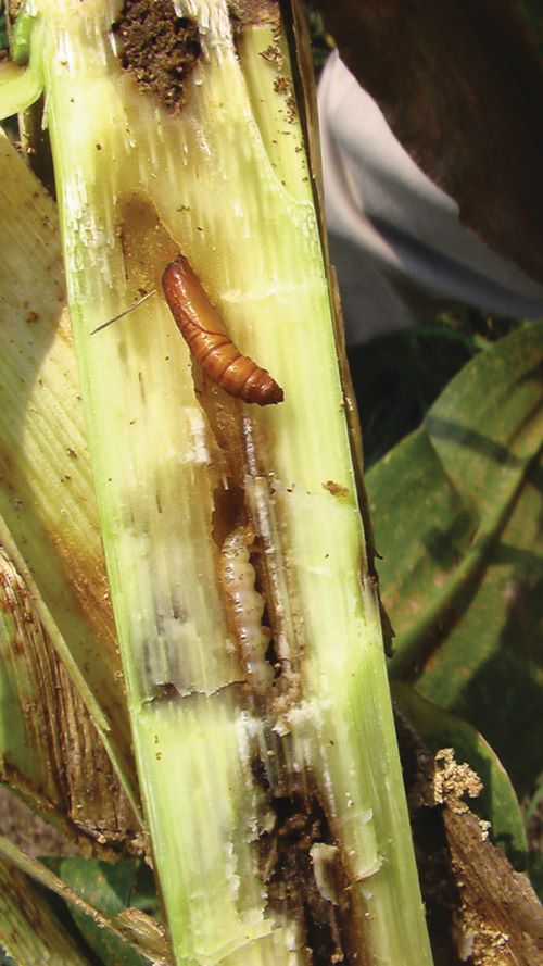 1 – Foto-cana-com-broca