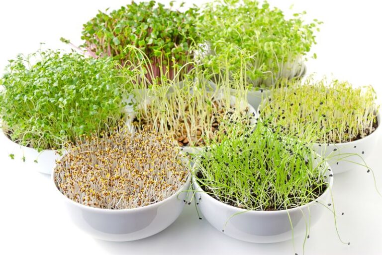 Brotos são muito benéficos à saúde e versáteis para uma dieta balanceada.