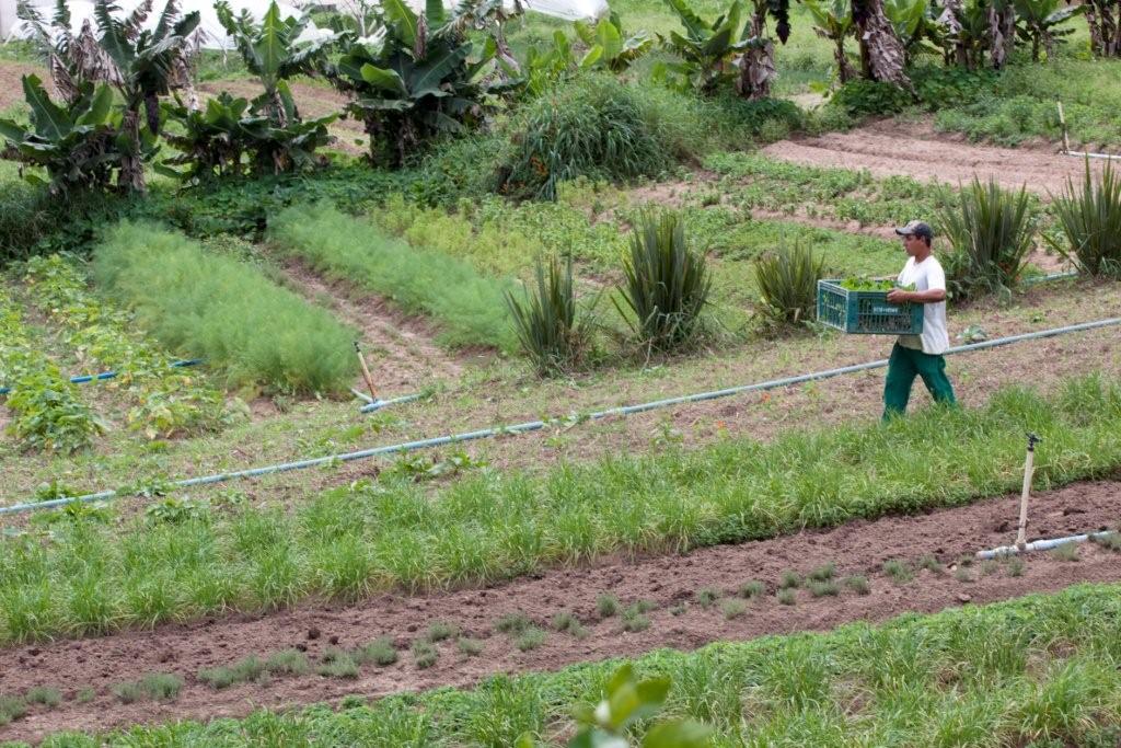 2010-18-MAR-Funcionario na horta