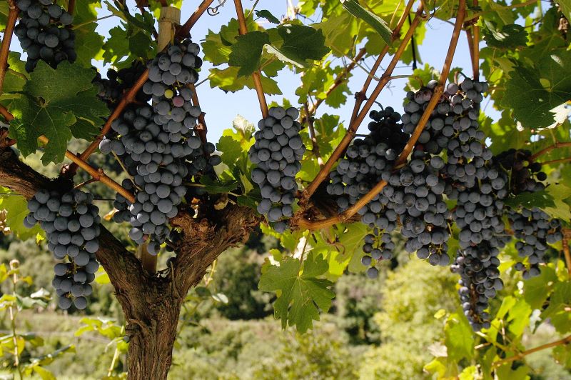 Abre-Vale dos Vinhedos – Foto Gilmar Gomes