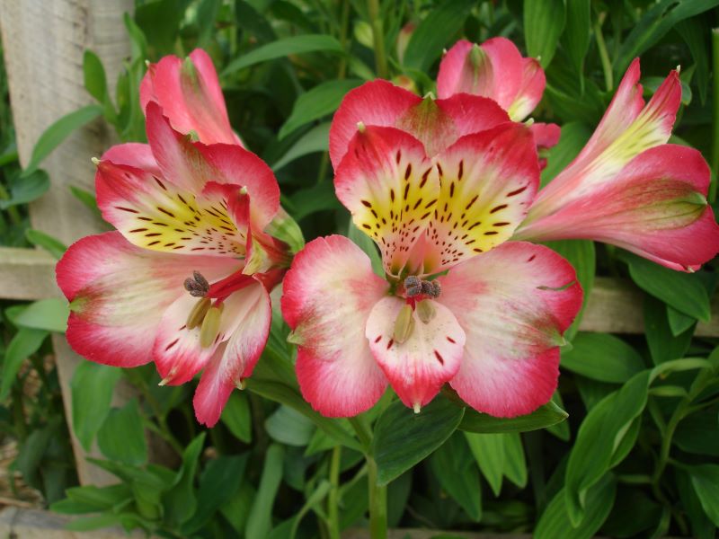 Alstroemeria Audrey-Rosas Reijers