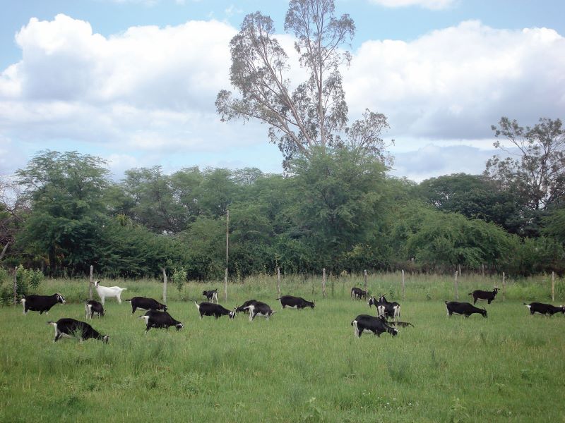 Animais no pasto – Foto Yuri Lopes Silva