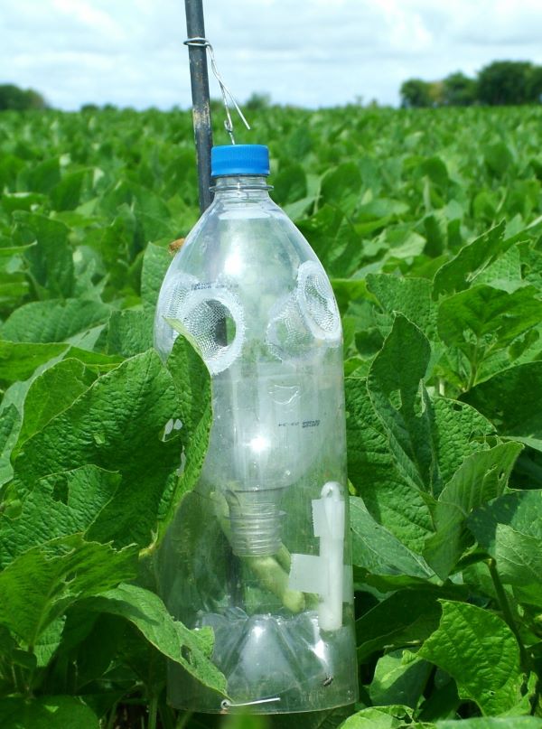 Armadilha percevejo soja-embrapa-Raul Laumann