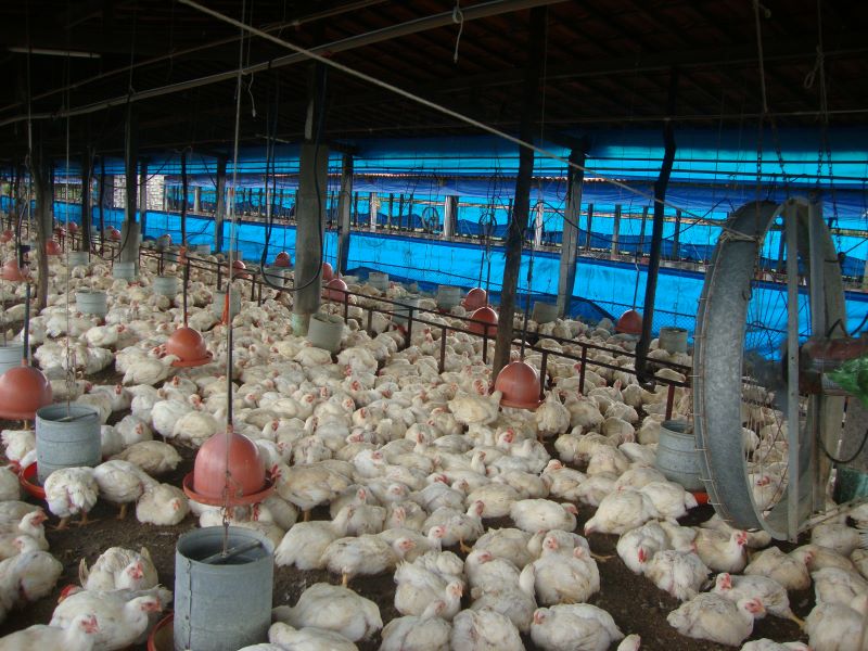 Avicultura-Marilia L Queiroz-NEAMBE-UFC-1