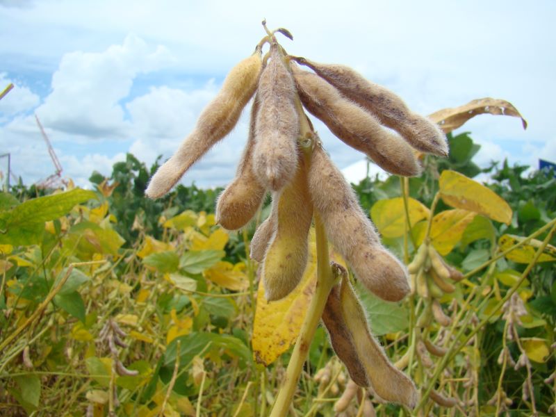 BRS 360RR-Foto Silvia Zoche Borges