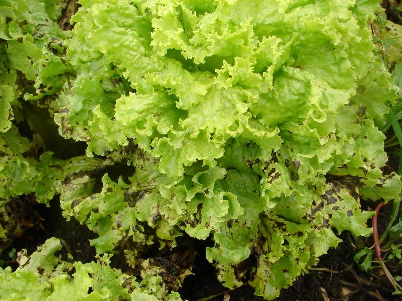 Bacteriose em alface crespa-Ailton Reis