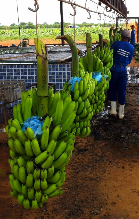 Banana Jaiba Certific-Faemg-