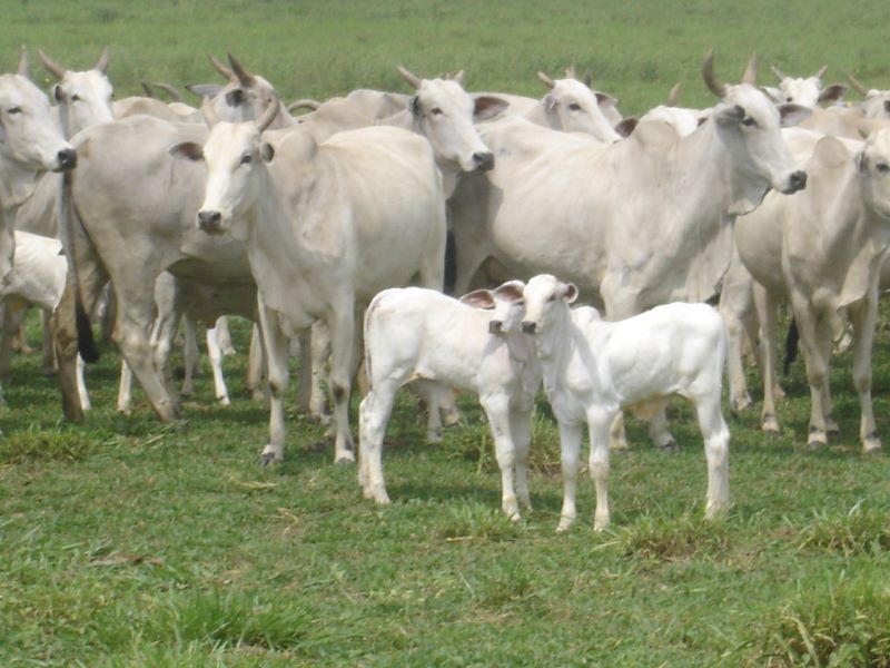 Bezerros-CDN Com Corporativa