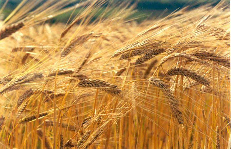 Cevada cervejeira Paulo Kurtz