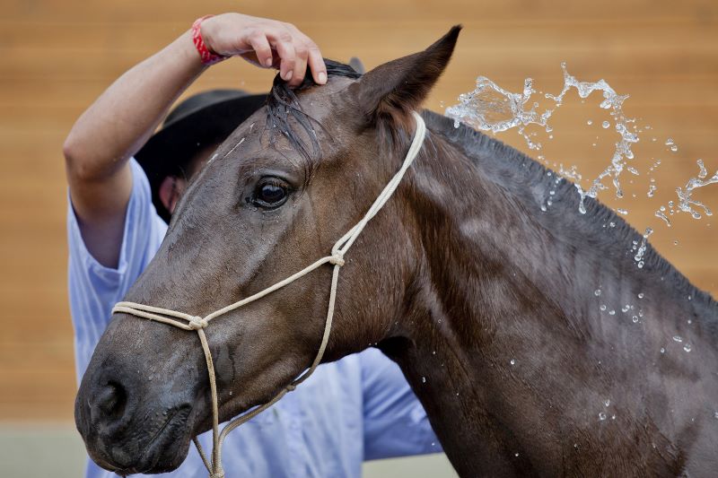 Cuidados higiene equino-Expointer 2012-Camila Domingues