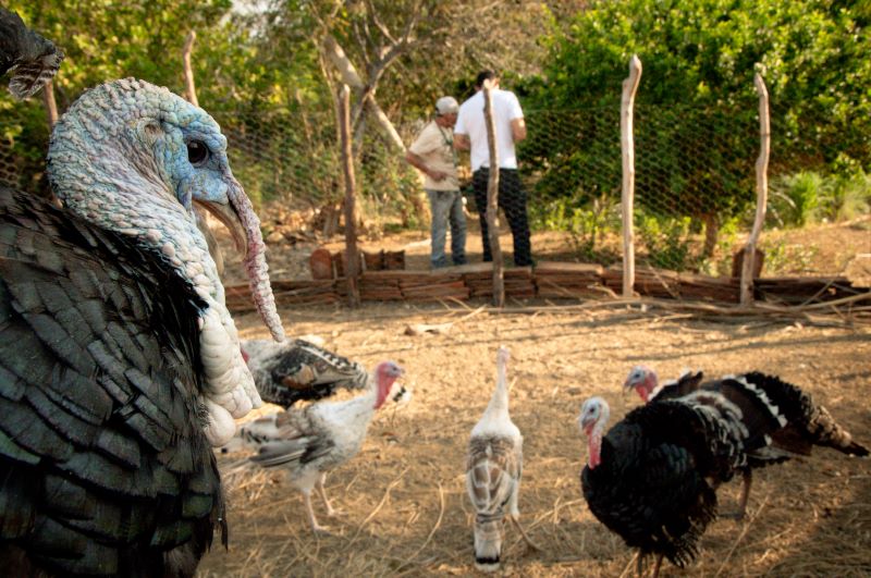 Estomose peru-Eduardo Mendonca-Univ Fed Rur Semiarido-UFERSA