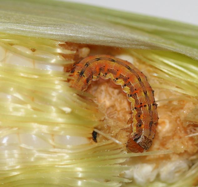Helicoverpa_zea_larva
