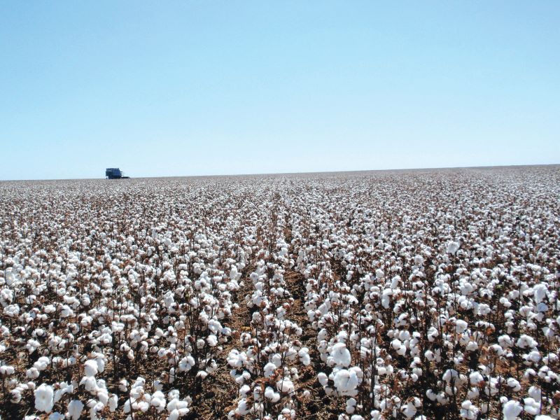 Lav Algodao-Fundacao MT