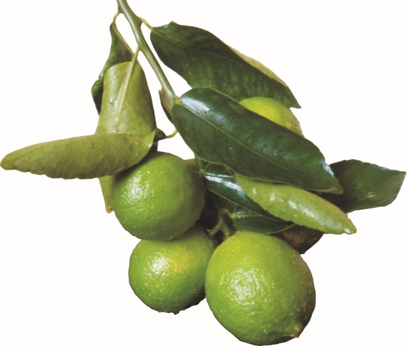 Lima acida-Orlando Passos