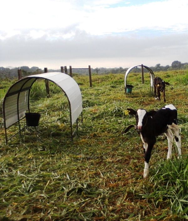 Modelo de casinha tropical, adaptado pela Embrapa Rondonia, as condições climaticas do estado
