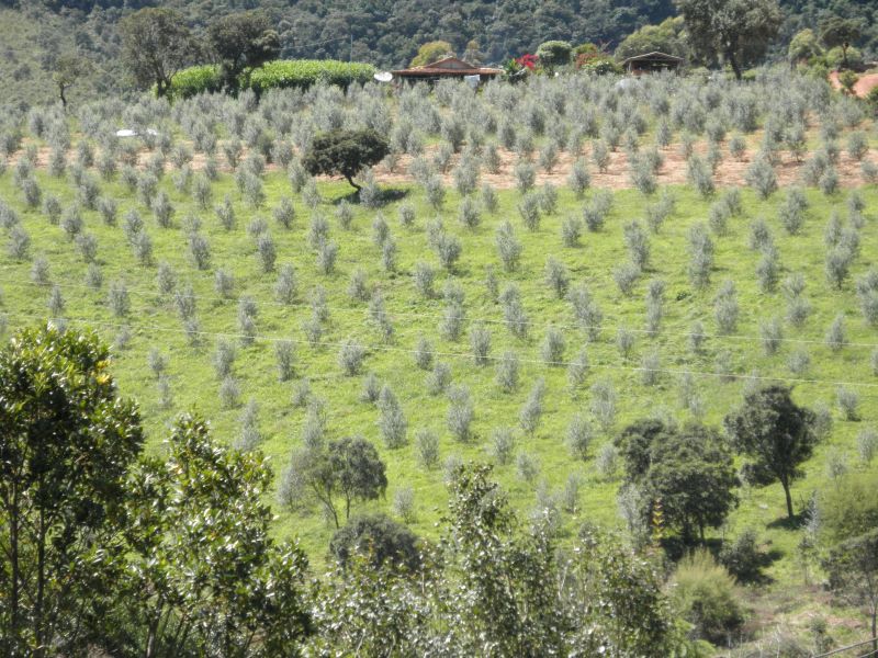 Oliveiras – Foto Paula Guatimosim