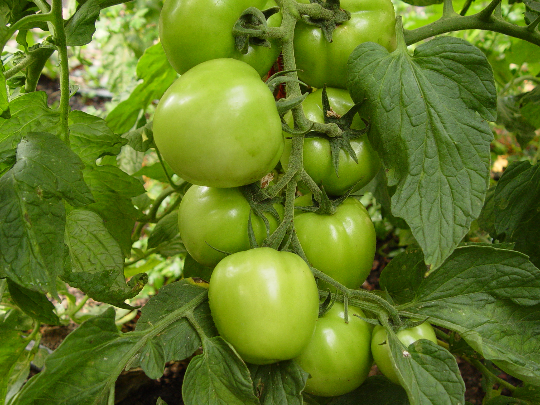 Organico produz fertilizant natural Rockall-Rockall-15-12-2011