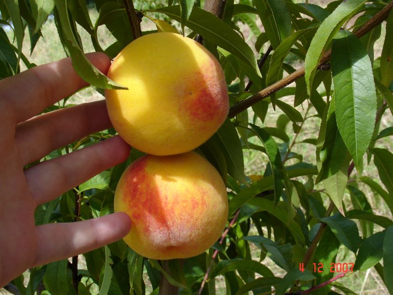 Pessego-Luiz Eduardo Antunes-Embrapa Clima Temperado