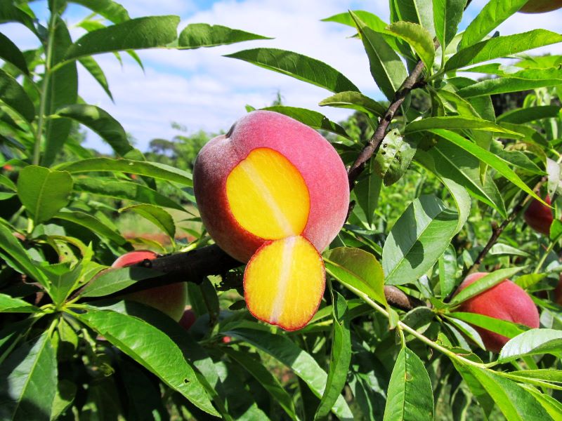 Pessego Zilli Vid-Foto Marco Dalbó