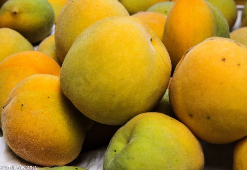 Pessegos org-Sitio Quaresmeiras-Sylvia Wachsner-