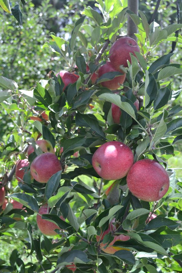 Pomar maca-Joao Caetano Fioravanco-Embrapa Uva e Vinho (2)