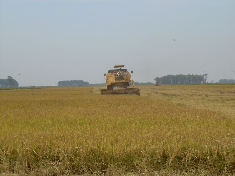 Regioes de Pelotas, Palmares