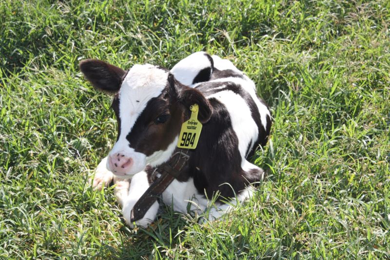 Sistema de leite-Foto Larissa Morais