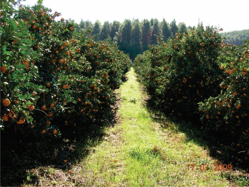 Tangerina URSBRS Hada-Embrapa Clima Temp