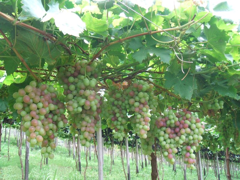 Uva Rubi abrigada-Emater Ascar