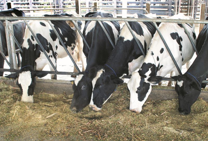 Vacas holandesas-Embrapa Gado Leite