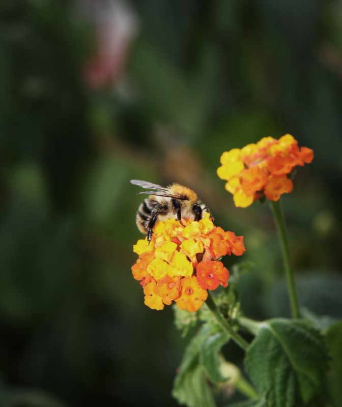 abelha em flor-sxc.hu