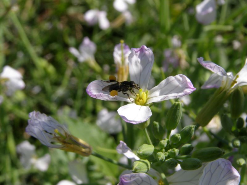abelha sem ferrao em nabo forrag