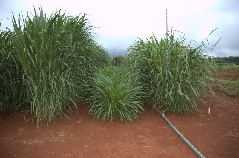 capim elefante BRS Canara e Kurumi