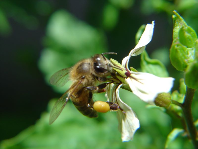 Abelha africana-Nilson Teixeira-Divulgacao-Epagri
