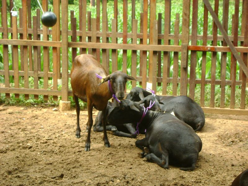 Agrossilvipast Ovinos-Ismenia F Brito-NEAMBE-UFC-