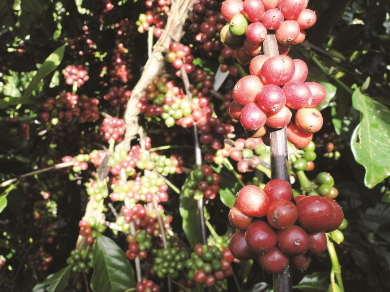 Cultivar Conilon-BRS Ouro Preto-Kadijah Suleiman